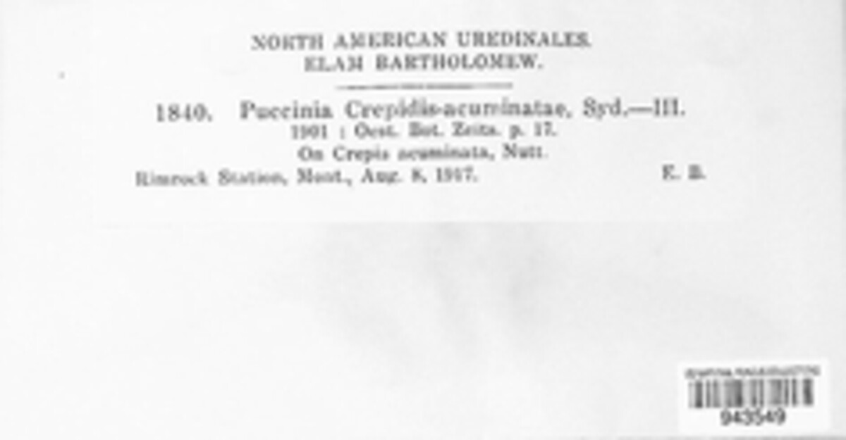Puccinia crepidis-acuminatae image